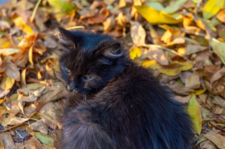 Kat die buiten in bladeren zit
