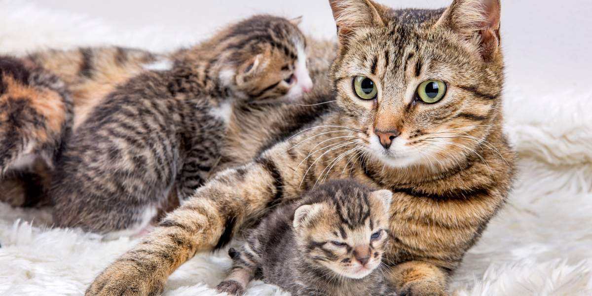 Disciplineren moederkatten hun kittens? Een dierenarts legt uit