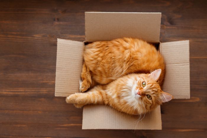 oranje kat in een doos die omhoog kijkt naar de camera