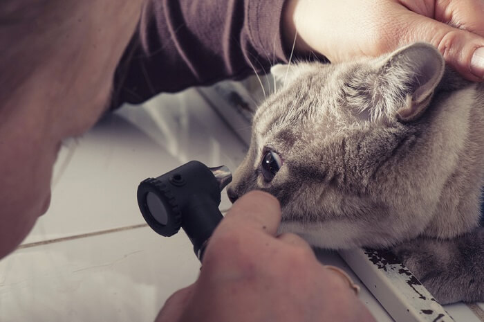 Diagnose van roze ogen bij katten