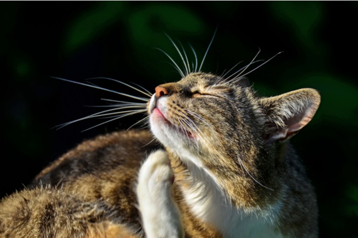 Symptomen van allergieën bij katten