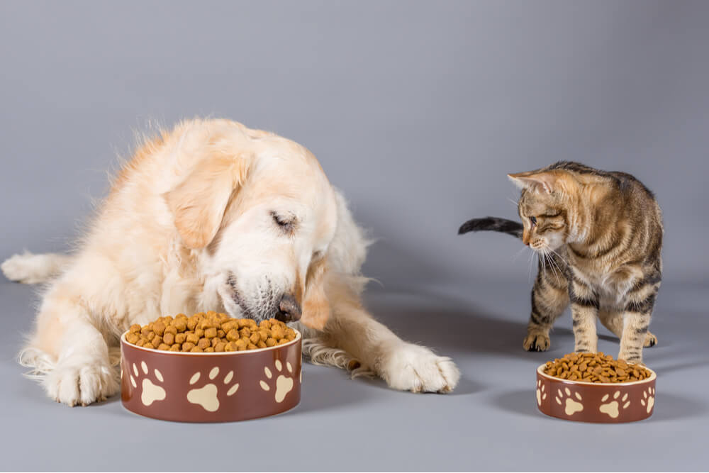 hond en kat samen eten