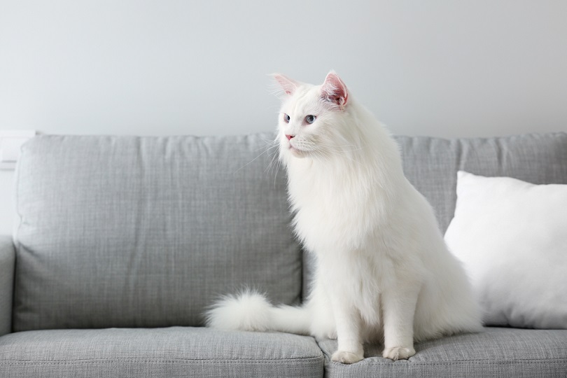 witte Maine Coon kat thuis