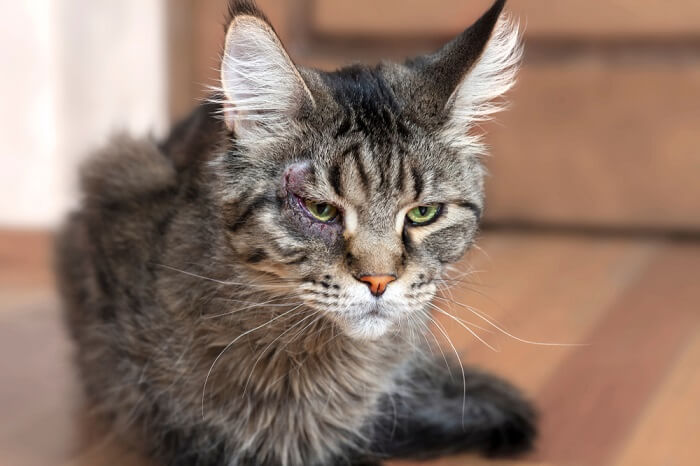 Kat met gewond rechteroog