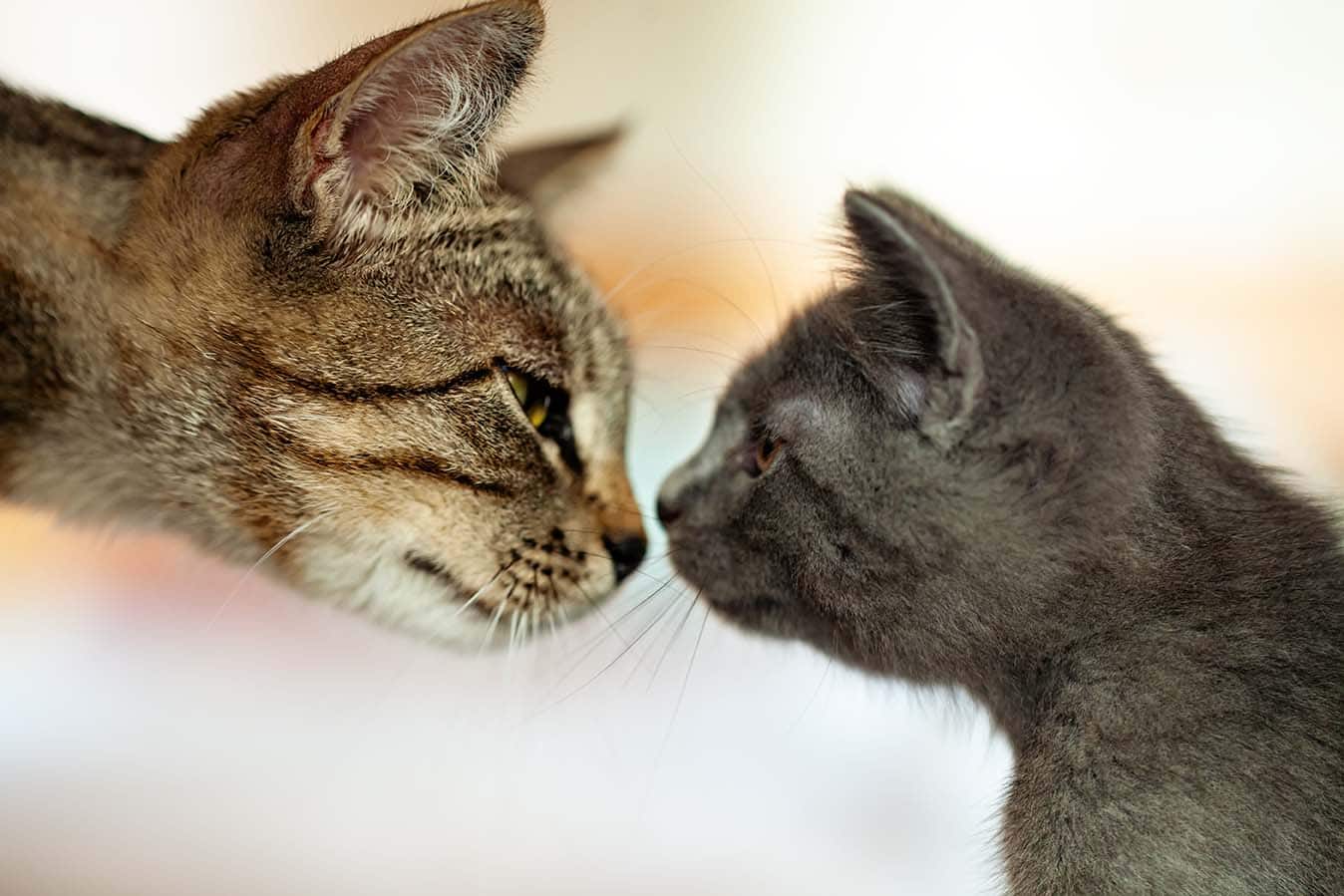 moeder kat neus aan neus met kitten
