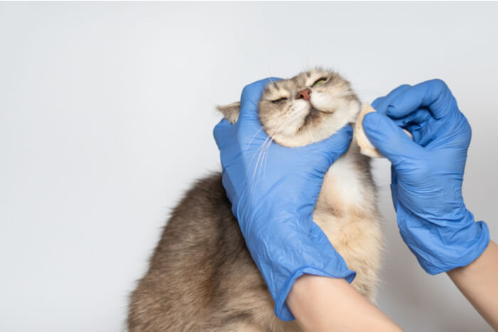 Cat Acne Behandeling
