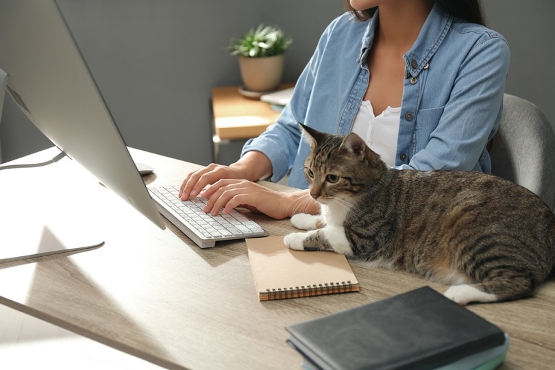 Jonge vrouw met kat die op computer aan tafel werkt