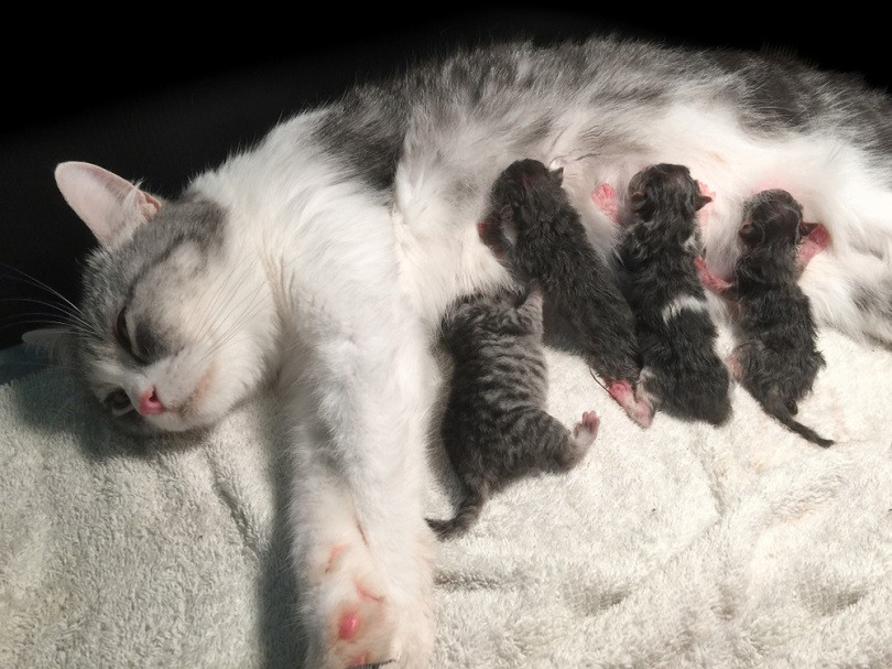 donzige kat zwanger bevallen en pasgeboren baby kittens_iarecottonstudio_shutterstock