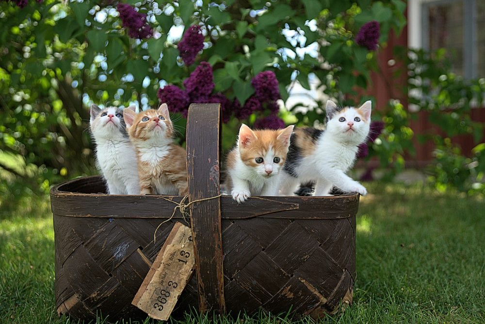kittens in een bruine mand