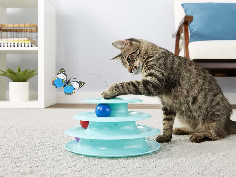 Kat speelt Frisco Cat tracks vlinder kat speelgoed