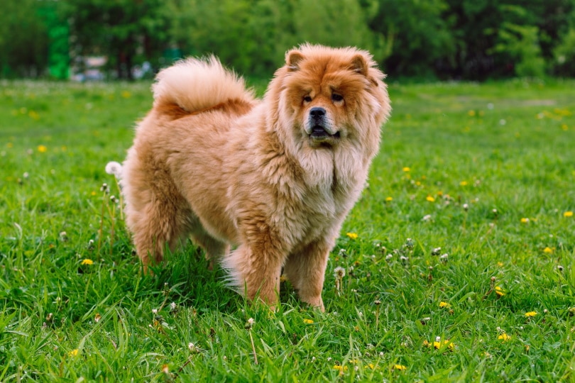 chow chow hond in het gras