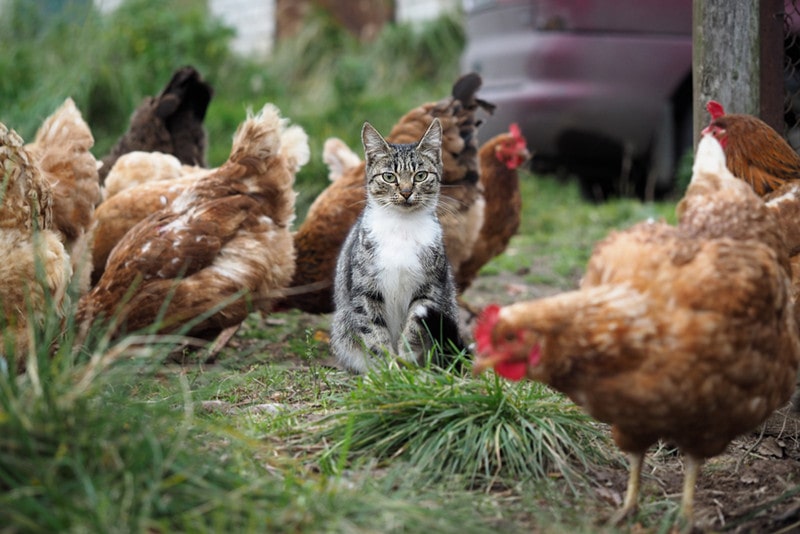 Kat omringd door kippen