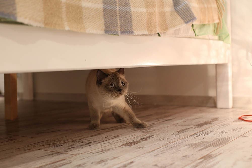 bange Britse blue-point kat verstopt zich onder het bed
