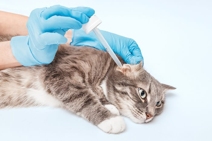 kat die zalfbehandeling krijgt voor oorontsteking