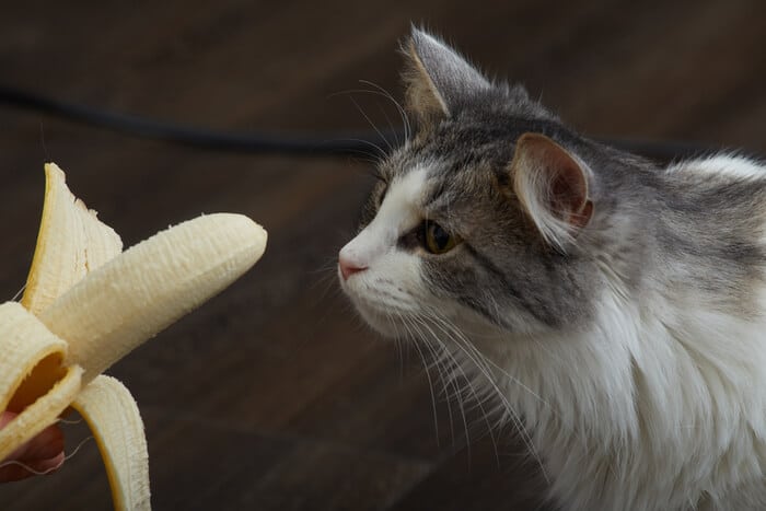 Hoe u uw kat veilig banaan kunt geven