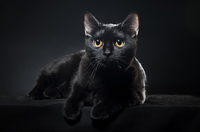 zwarte kat