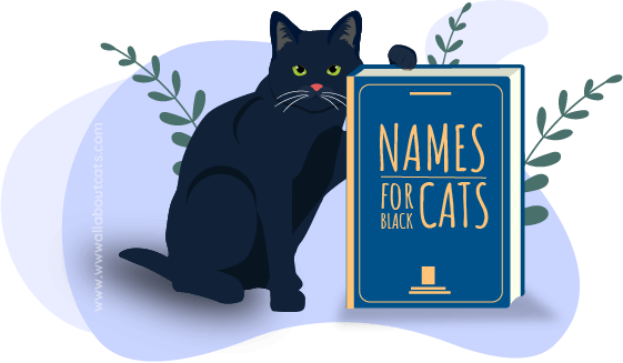 Namen voor Black Cats