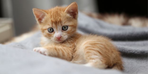 22 leuke feiten over kittens