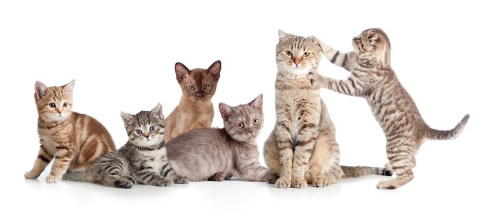 25 zeldzaamste kattenrassen en kattensoorten die u moet kennen