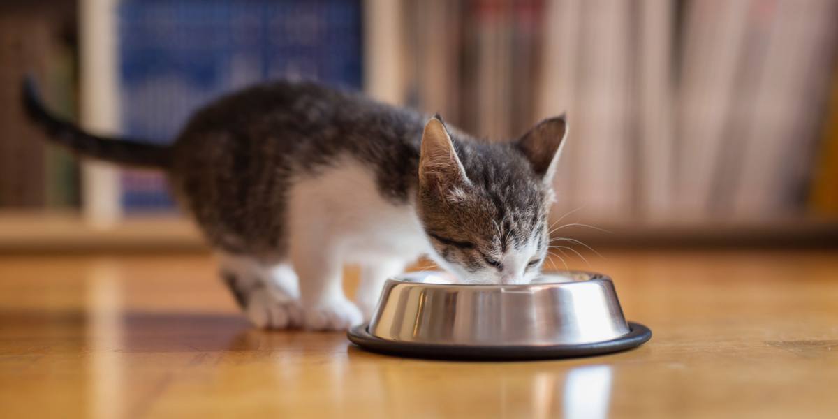 4 Beste vezelsupplement voor katten met diarree