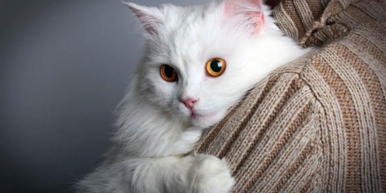 45 van de beste namen voor witte katten
