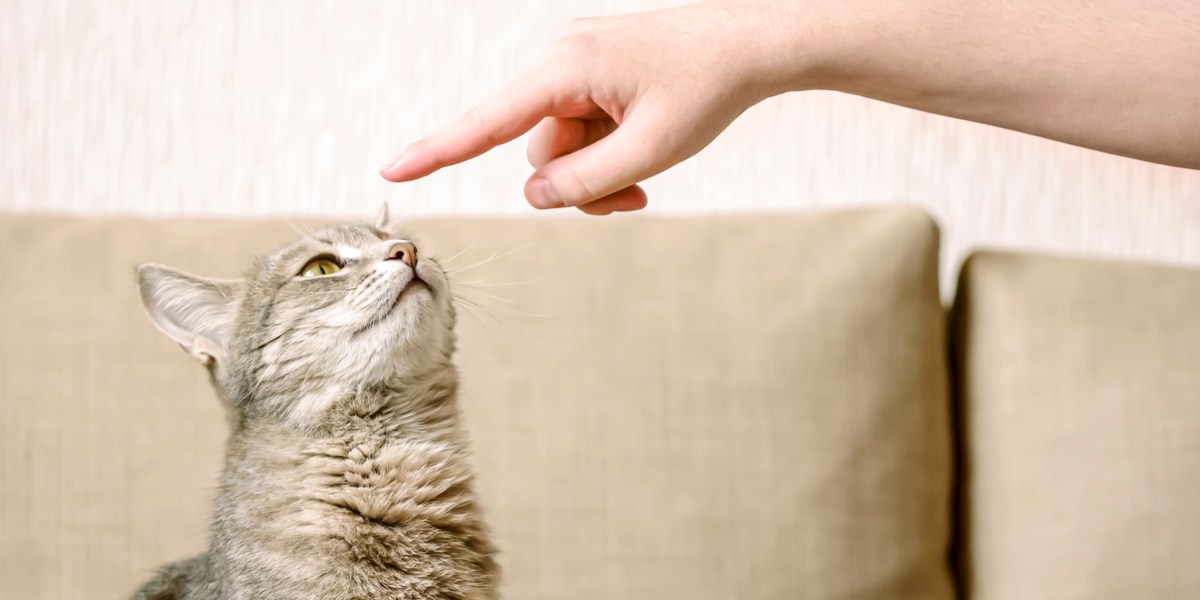5 eenvoudige trucs om uw kat te leren volgens een kattengedragsdeskundige