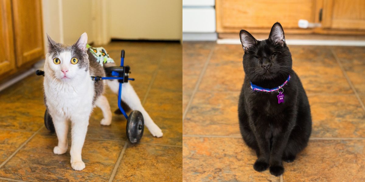 5 redenen om een kat met speciale behoeften te adopteren