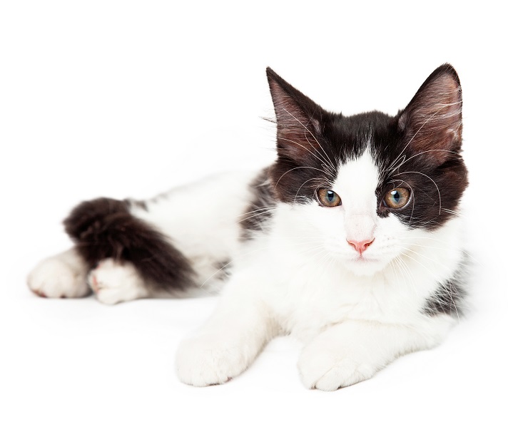 23 interessante feiten over kattenbont die je misschien niet wist