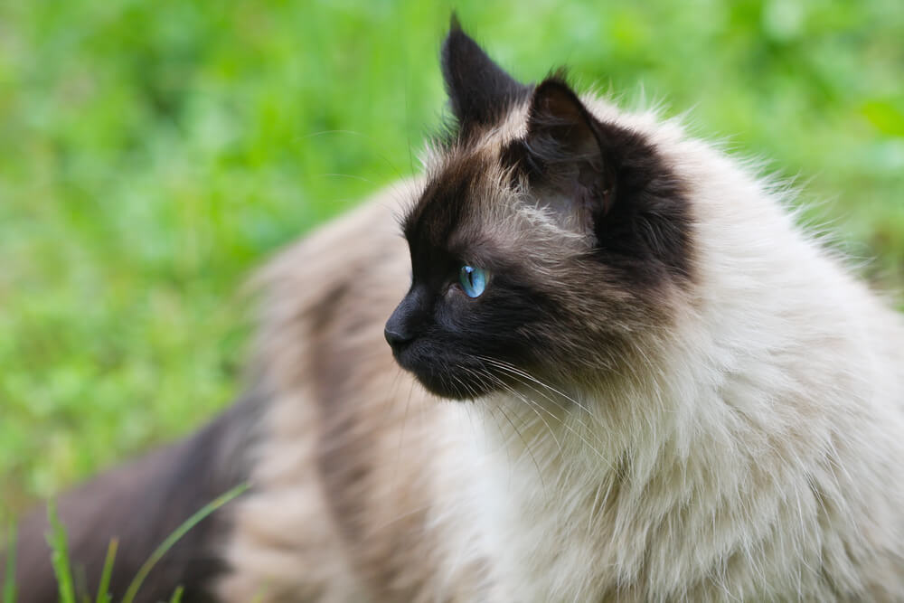 55+ coole en slimme namen voor Siamese katten