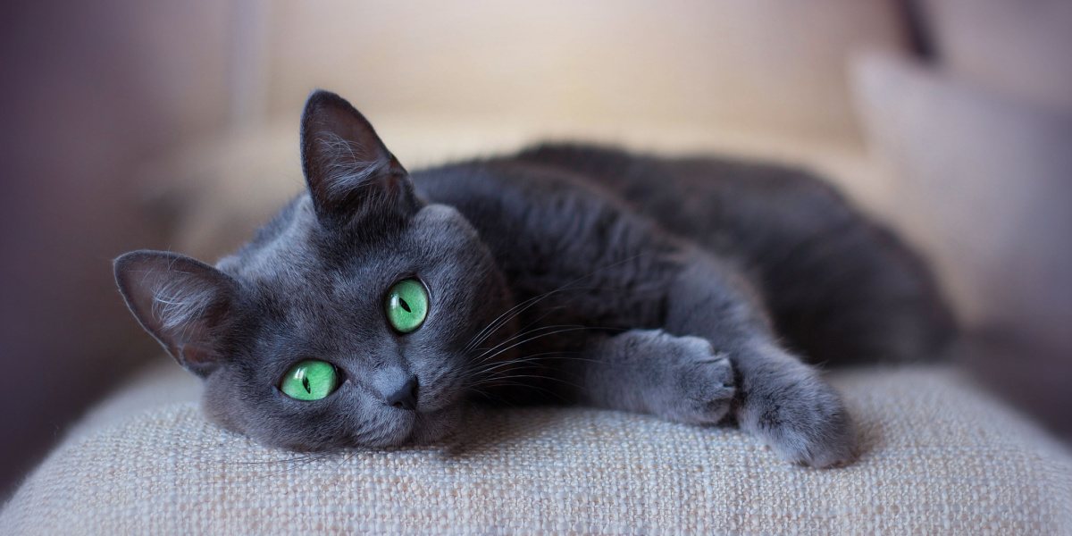 55 geweldige namen voor katten met groene ogen