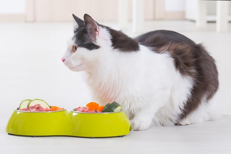 6 heerlijke zelfgemaakte recepten voor kattenvoer (door de dierenarts goedgekeurd)