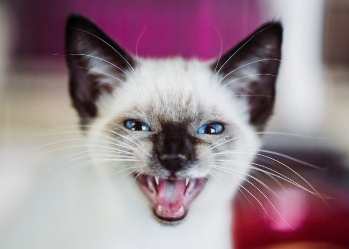6 redenen waarom je kat 's nachts rare geluiden maakt