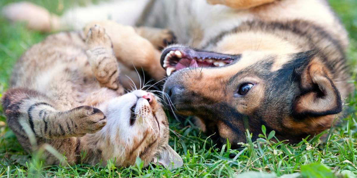 6 verrassende overeenkomsten tussen katten en honden