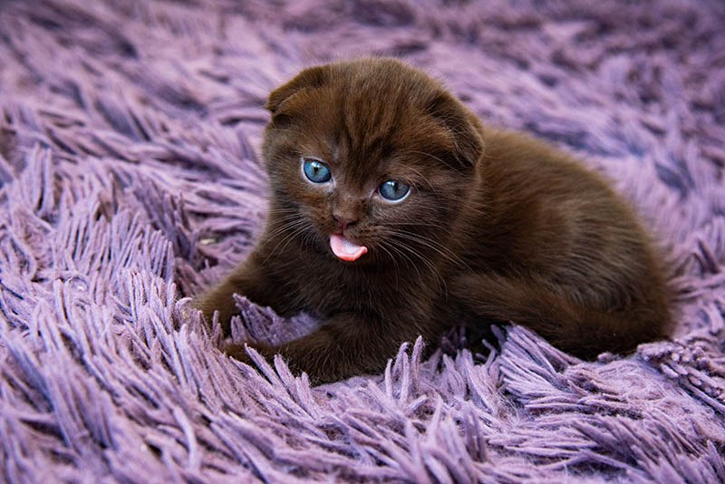 Zwart Scottish Fold kitten met blauwe ogen