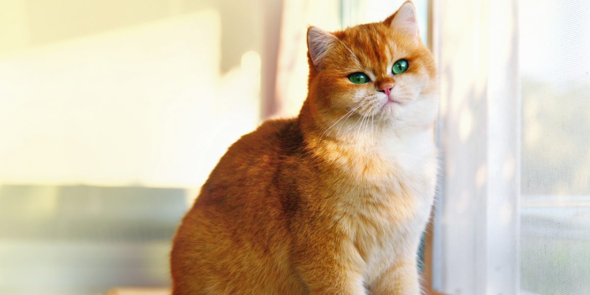 7 Garfield-kattenrassen die het waard zijn om over te spinnen