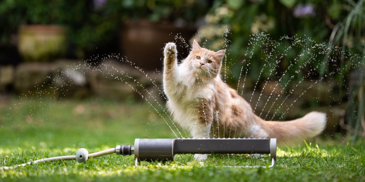 7 kattenrassen die echt van water houden