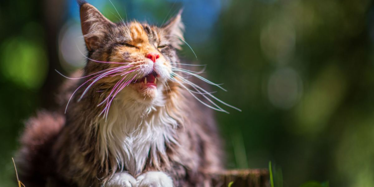 7 redenen waarom je kat aan het jodelen is en hoe je kunt helpen!