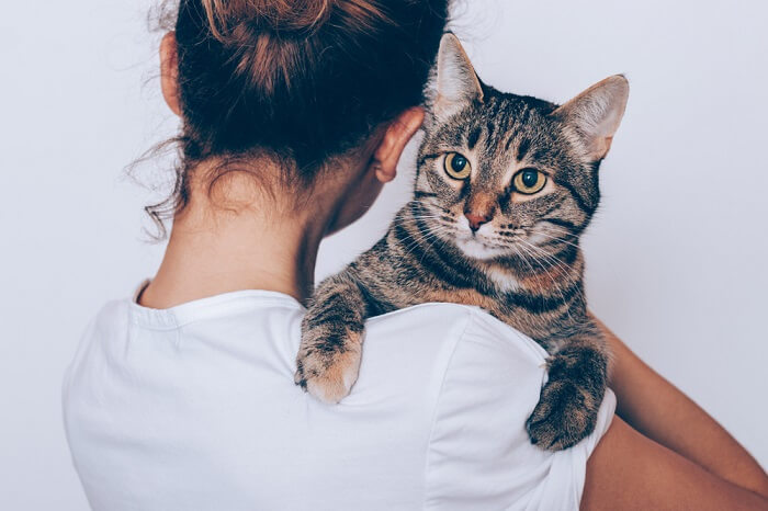 Wat u moet weten wanneer u een kattenfunctie adopteert