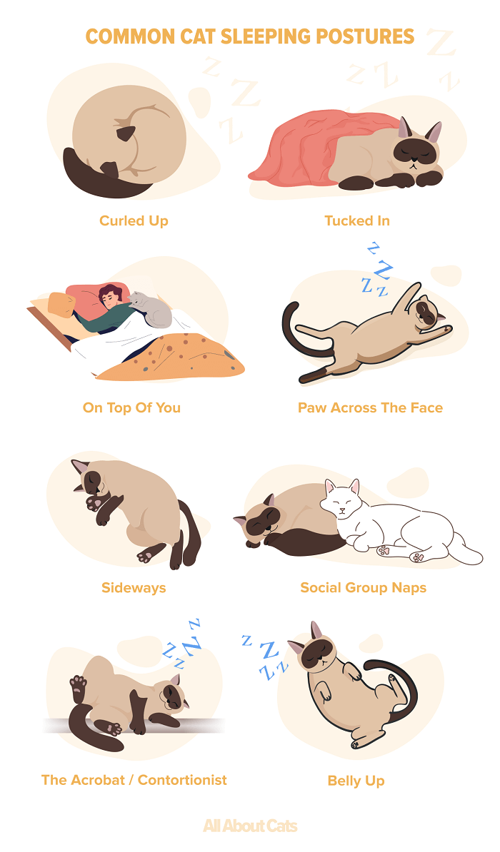 kaart met slaapposities van katten