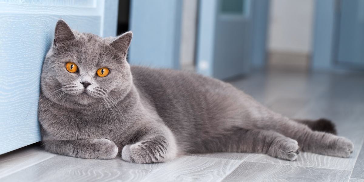 lied aanplakbiljet Profetie 8 prachtige grijze kattenrassen (met foto's)