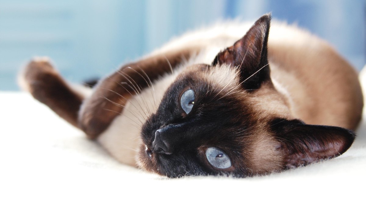 9 kattenrassen met mooie blauwe ogen