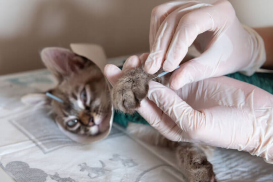 Acupunctuur voor katten: wat u moet weten