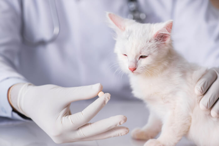 Albon voor katten: Dosering, Veiligheid &bijwerkingen