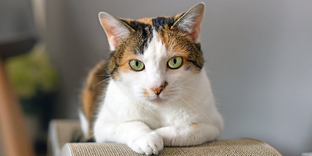 Alles over Calico Cats
