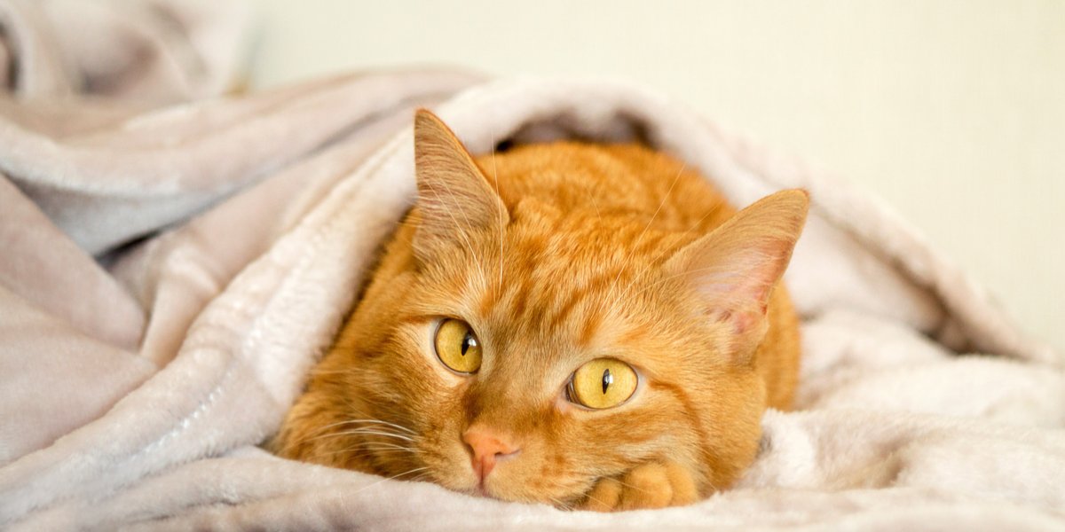 Alles over Ginger Cats