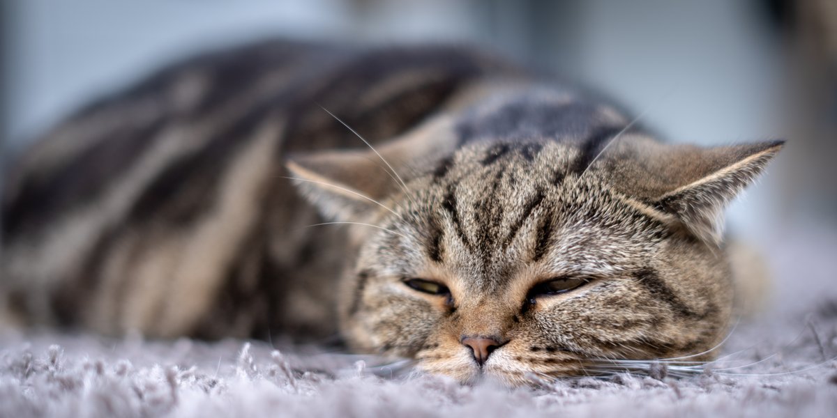 Alzheimer bij katten: oorzaken, symptomen en behandeling