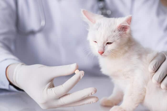 Dierenarts biedt een wit kitten een pil aan