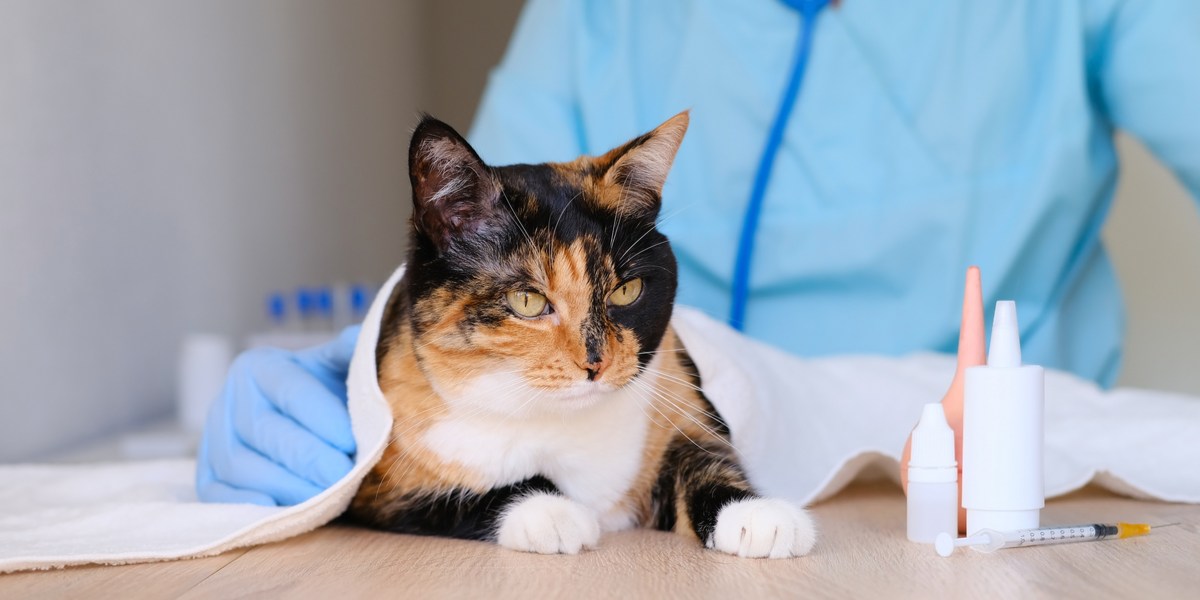 Benadryl voor katten: Dosering, Veiligheid & Bijwerkingen