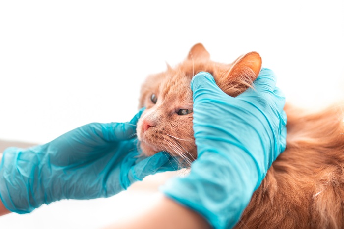 Bloedarmoede bij katten: oorzaken, symptomen, &behandeling