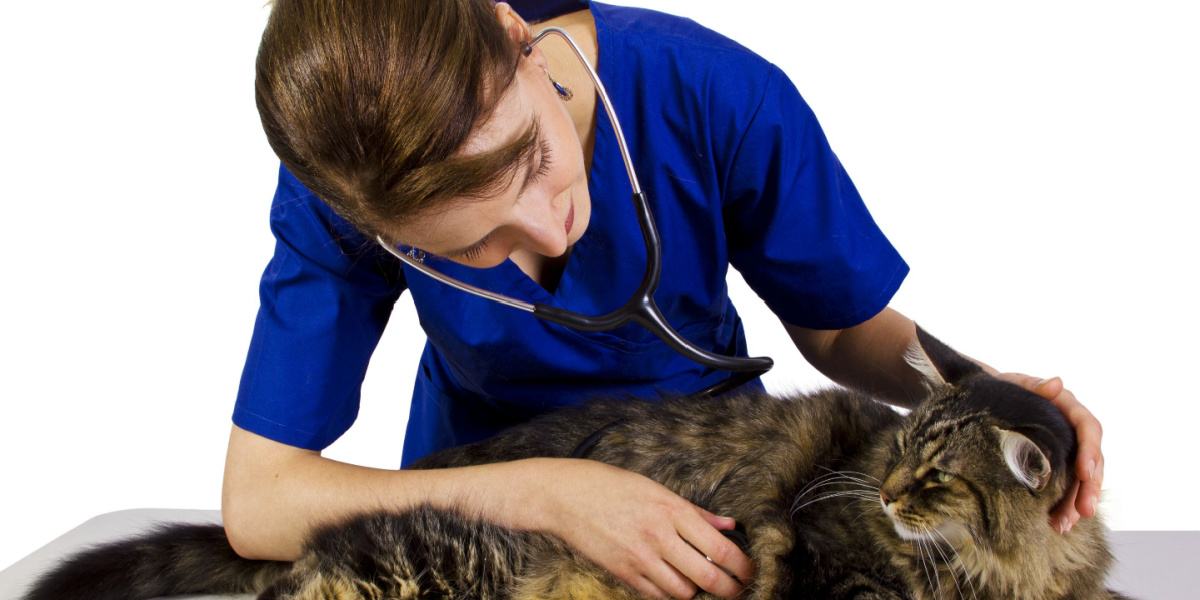 Borstkanker bij katten: oorzaken, symptomen, &behandeling